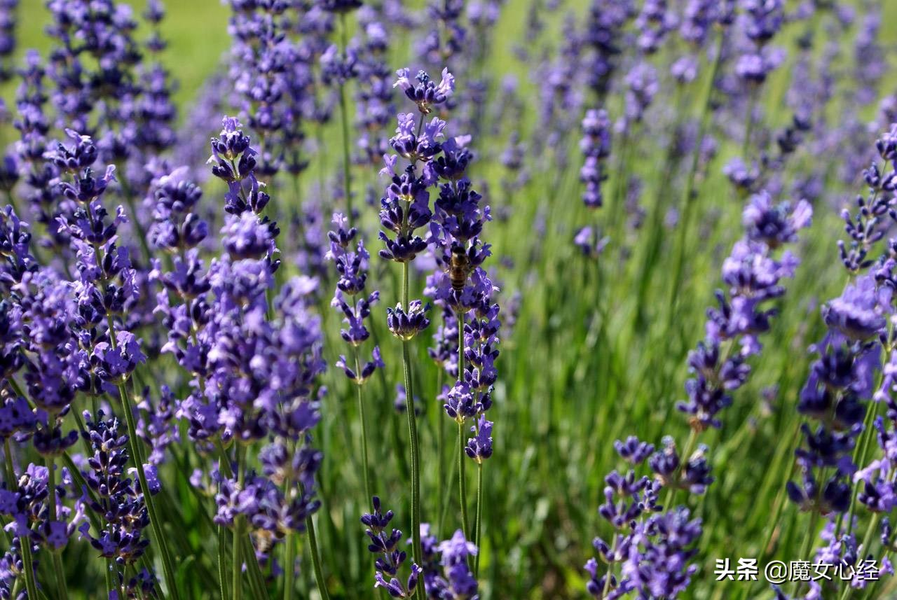 舒缓镇静的护肤品,能够修护皮肤肌底的护肤品成分