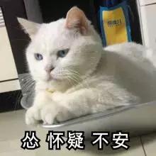 猫咪发情那些事，发情的猫咪都有什么表现呢？