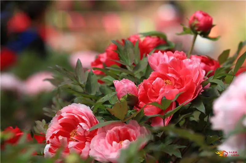 瞧！这花花世界谁不爱