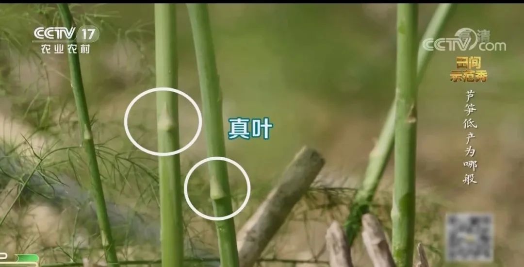 芦笋和竹笋的区别在哪,芦笋和笋有区别吗