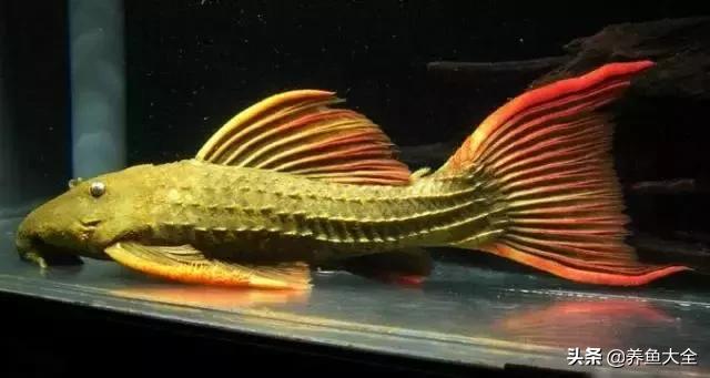 异型鱼饲养指南,异型鱼饲养方法