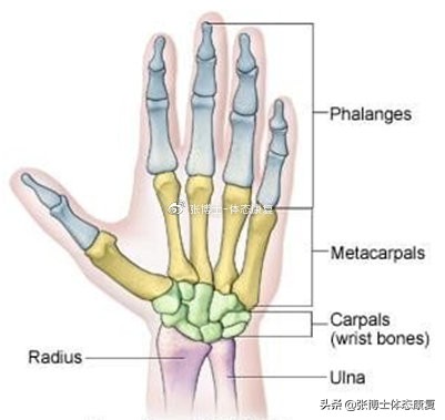 「功能训练」手腕僵硬无力不灵活，试试这几个动作吧