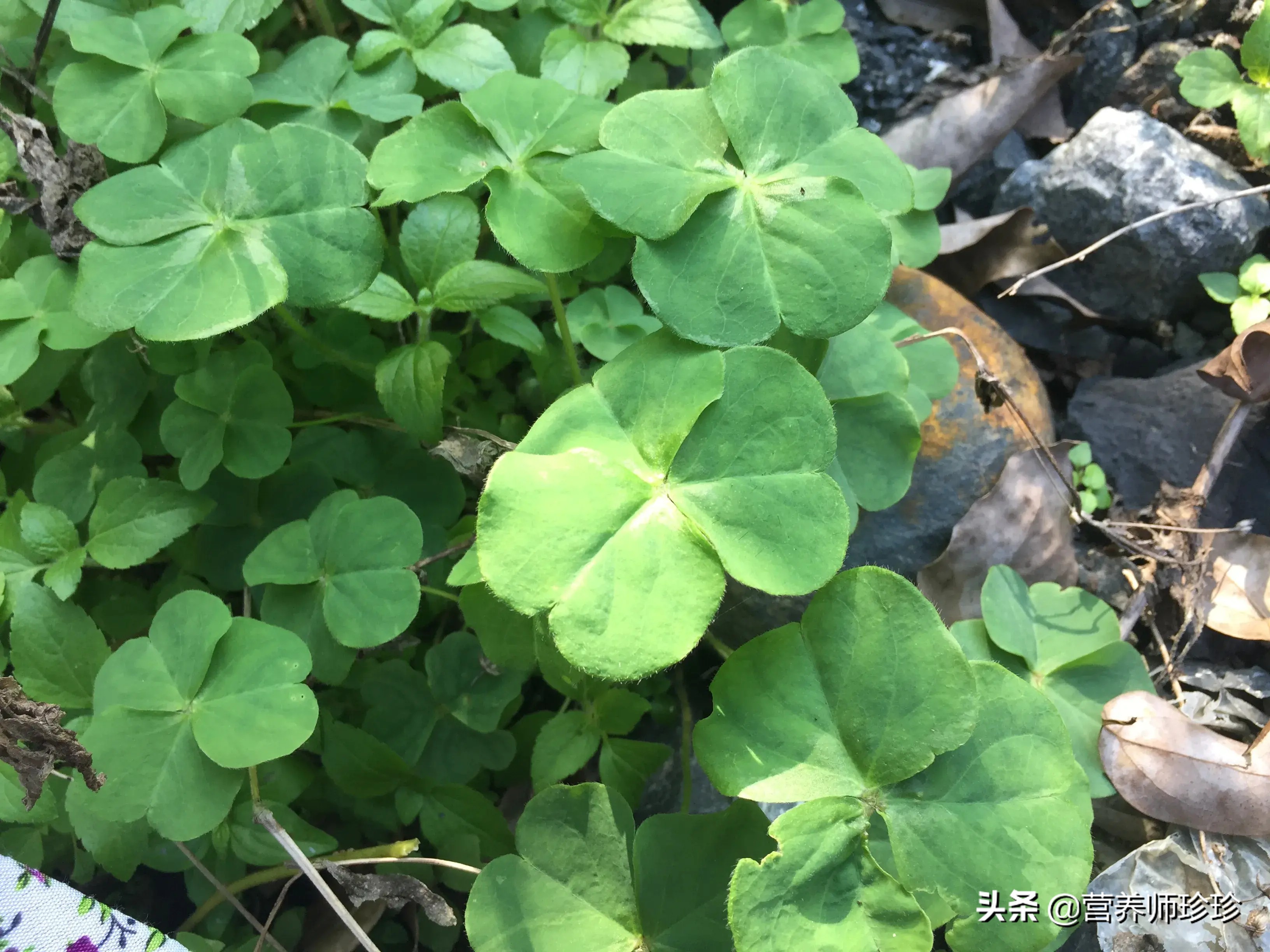 农村这野菜被称土人参,农村常见一种草价值珍贵