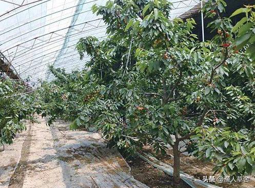 温室大棚种植大樱桃管理技术,温室大棚美早大樱桃树修剪方法
