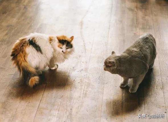 多猫家庭打架,多猫家庭遇到猫咪打架该怎么办
