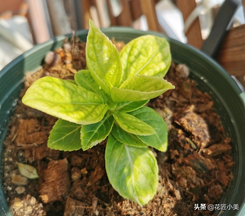 绣球花为啥不长花芽,绣球花不开花的原因和解决方法