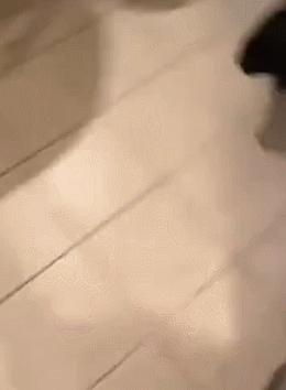 人狗大战电影免费观看,第一次人机大战视频