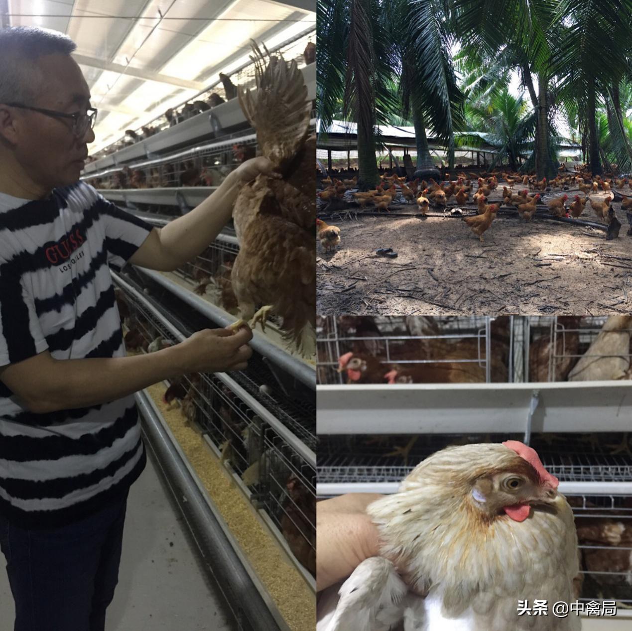 鸡虱子咬人的症状,鸡得了虱子怎么办