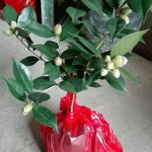 茶梅和茶花花苞哪个难打开,茶梅掉叶子是什么原因呢