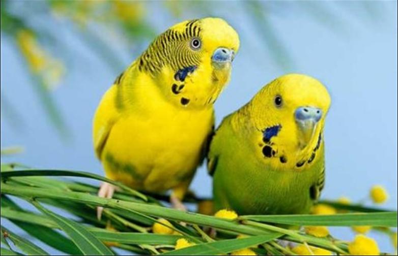 鹦鹉发抖羽毛蓬松嗜睡拉稀,鹦鹉发抖有点拉稀