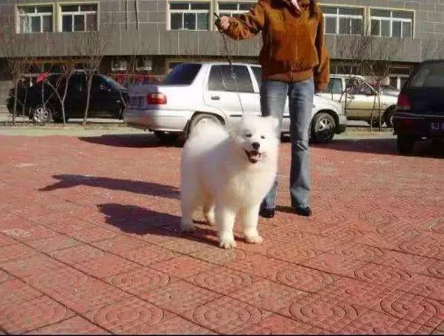 萨摩耶在家到处乱拉怎么办,萨摩耶出门总是低着头乱吃怎么办