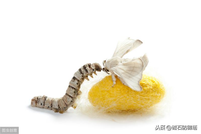 神奇的蚕宝宝的起源,神奇动物之布利多之谜