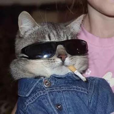 万能查看文件神器,快速查看各类文件工具