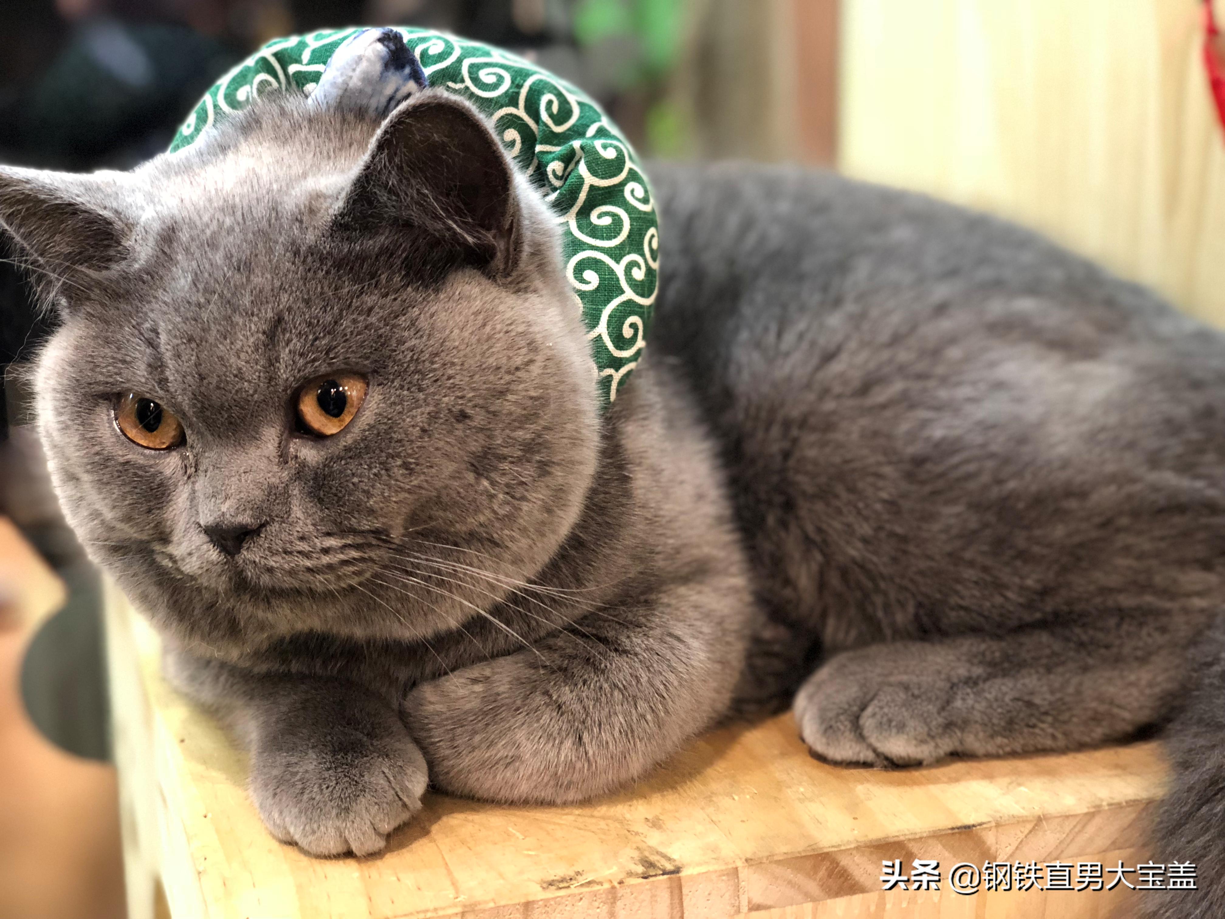 500块买猫，5000块治疗，你会选择坚持还是放弃？