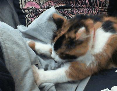 猫咪踩奶的时候看着猫咪会喵喵叫,怎么教不会踩奶的猫咪踩奶