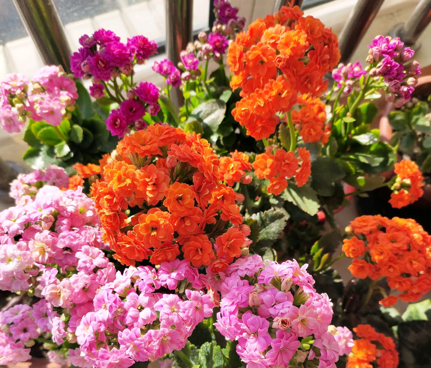 长寿花叶发粘还有小白点是什么病,长寿花花心长白点用什么药可以治