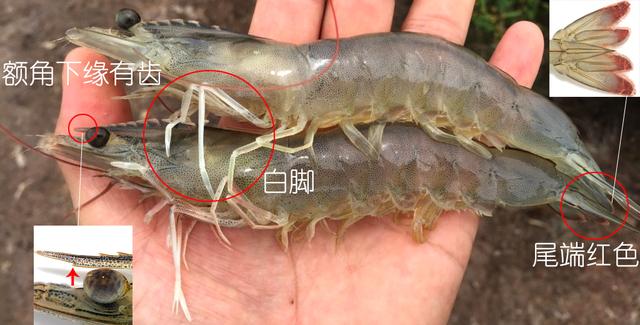 硬壳罗氏虾和软壳罗氏虾的区别,罗氏虾鳌虾甜虾有什么不同
