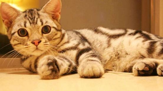 猫咪喂食自助吃太多,猫咪喂食建议用自动吗