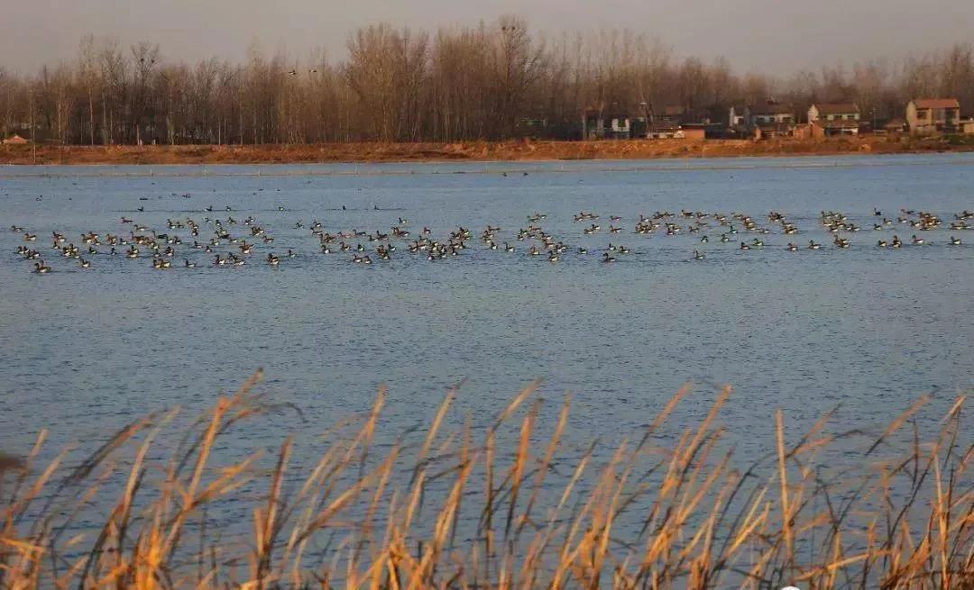 民权葡萄酒特色,民权黄河故道葡萄酒