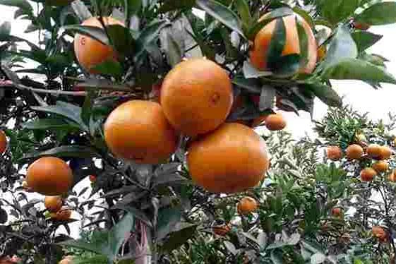 哪个地方出产的橙子最好吃,现在哪里的橙子最好吃