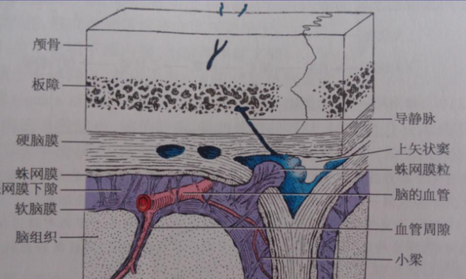 孩子11岁蛛网膜囊肿大小32mm,蛛网膜囊肿怎样才视为手术指征