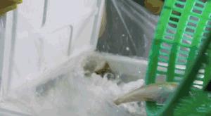 长途运输的鱼怎么入缸,活鱼在长途运输中该如何做