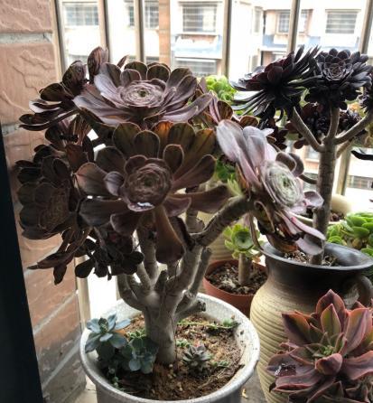 黑法师砍头后侧芽都开花了,黑法师太高了如何砍头