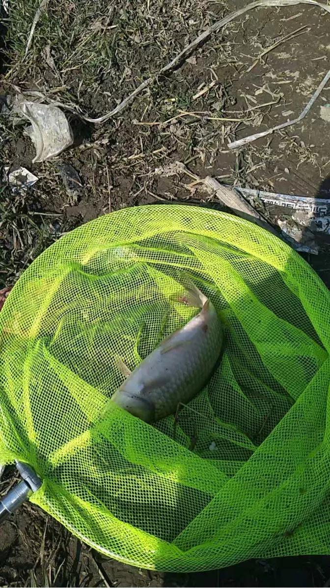 走水无敌小软尾浮漂野钓实战,野钓水深3米走水用吃铅几克浮漂