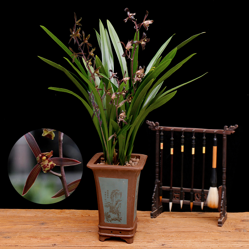 精品玉兰的品种及图片,国兰花朵不艳丽但香气清雅