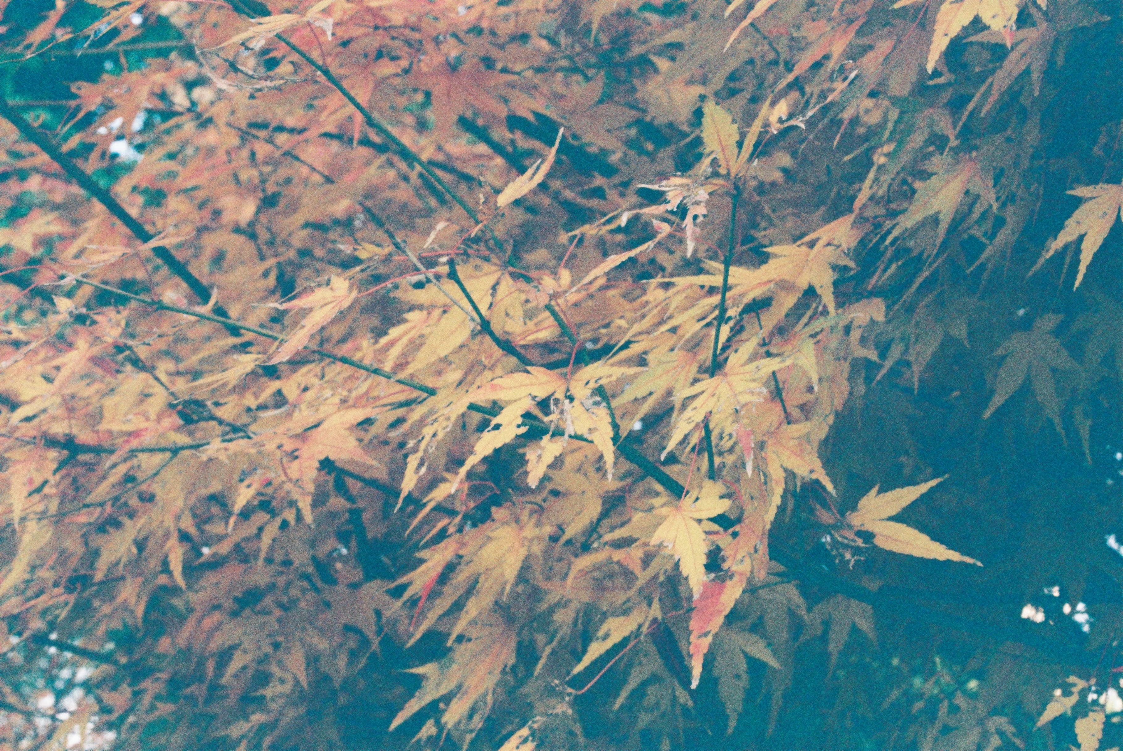 第一次拍了胶片怎么冲洗,坚持胶片拍摄的感受