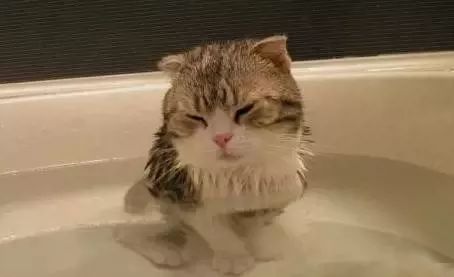 多久给猫咪洗一次澡猫咪洗澡攻略,猫咪一年洗两次澡