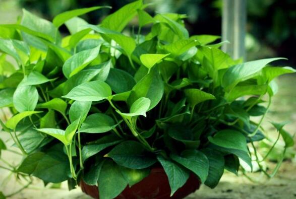 冬天绿萝怎么浇水防烂根,绿萝冬季浇水正确方法