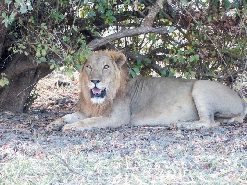 狮族南北战争：南方狮一直在蚕食北方狮的领地