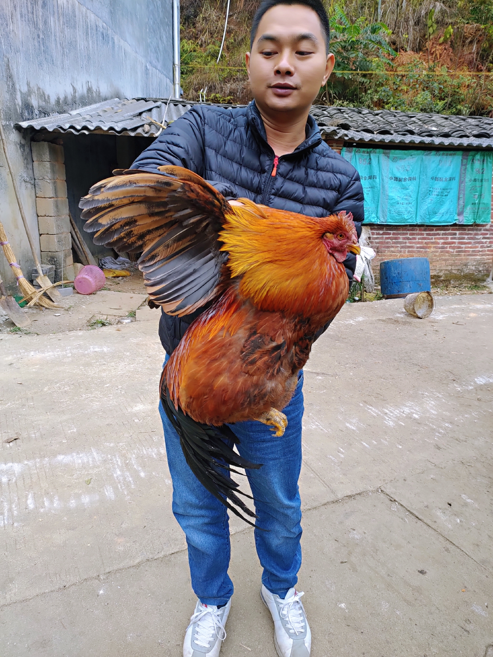 如何辨认老鸡,三年以上正宗老母鸡长什么样