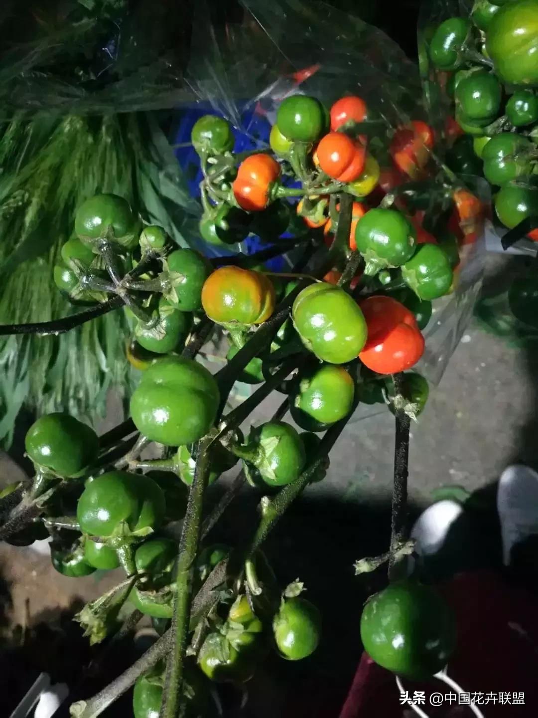 春天花市有哪些花材,便宜又大把的花材有哪些