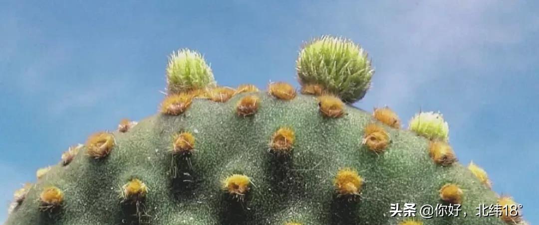 吃仙人掌十大禁忌,吃仙人掌有什么好处
