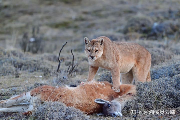 有哪些容易被认错的动物,容易被欺负的动物有哪些