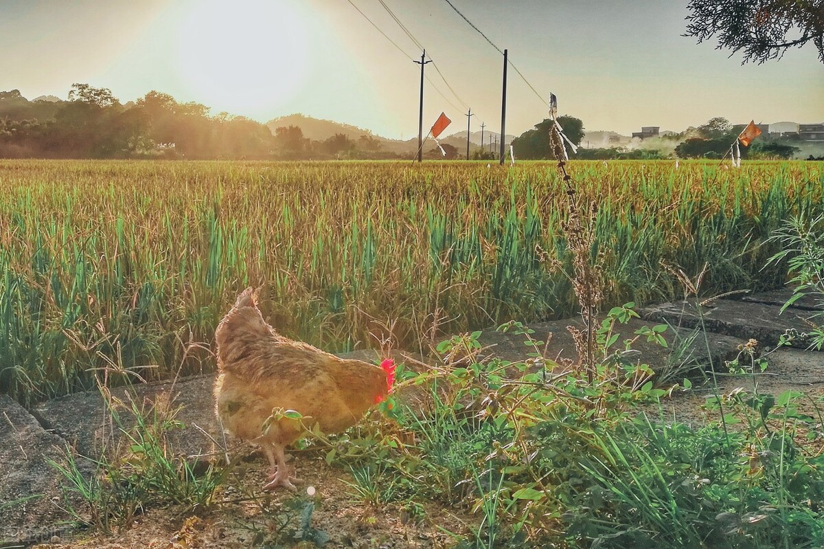 野外救命植物有哪些,农村常见的野外植物
