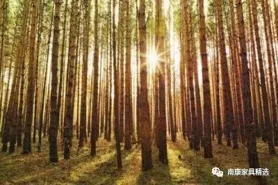 买的松木家具味道大怎么处理呢,松木家具味道好吗