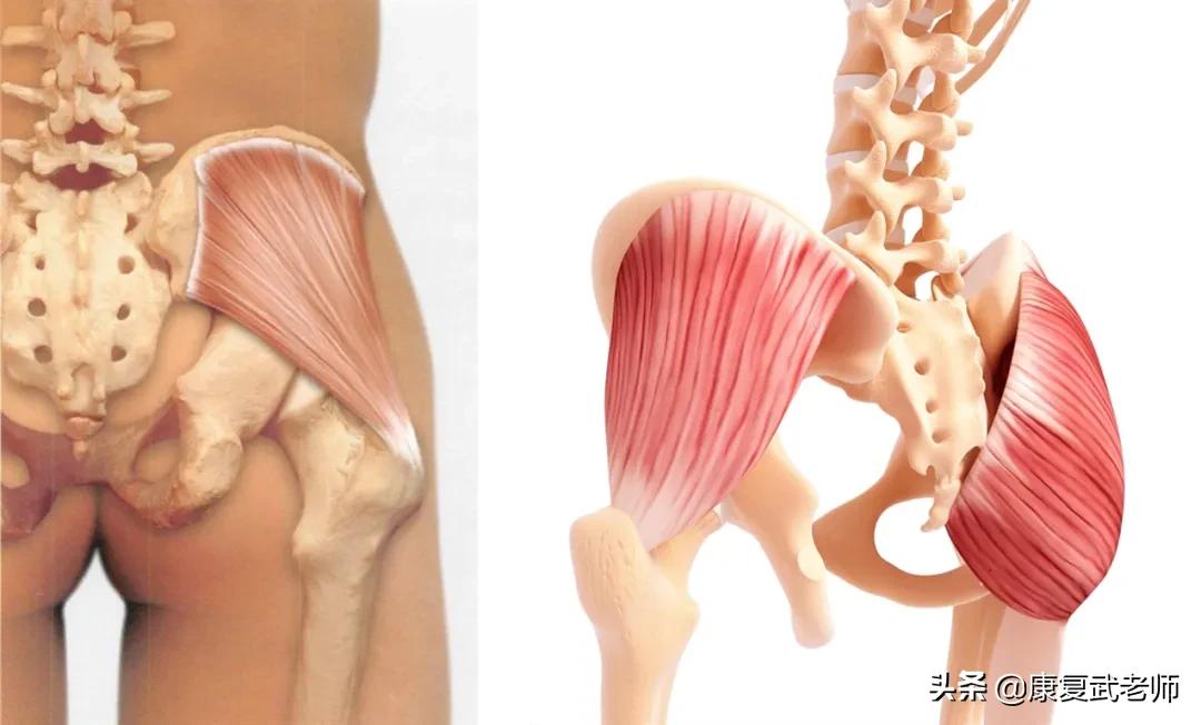 臀部肌群解剖,臀部肌功能解剖