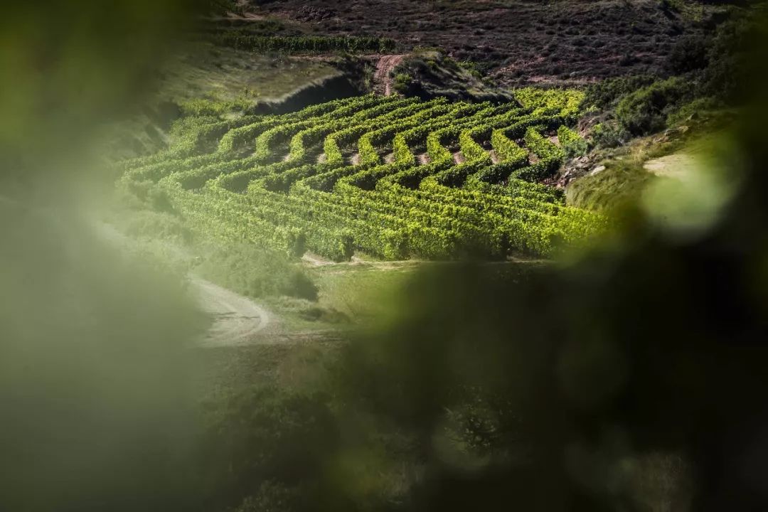 西班牙里奥哈小皮干红葡萄酒,里奥哈葡萄酒图片大全