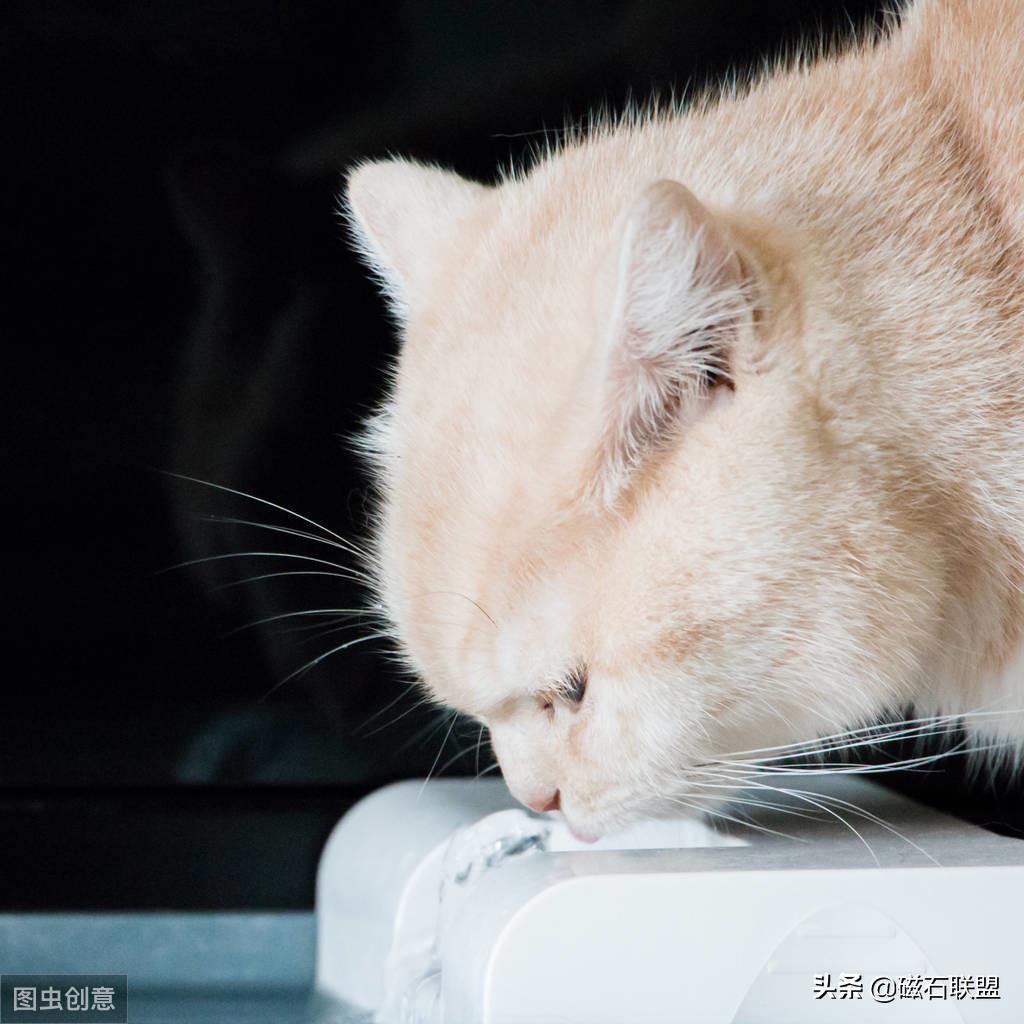 猫咪知识科普养猫攻略,新手养猫需要教些猫咪什么