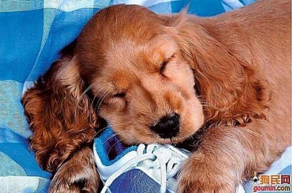 鐙楃嫍澶у叏鍙埍,鍙埍鐨勫皬鐙楃嫍閫佺粰鐖辩嫍浜哄＋