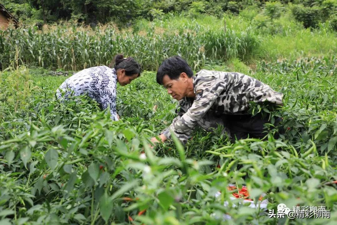 乡镇辣椒丰收信息,火红的辣椒映出红红火火的日子