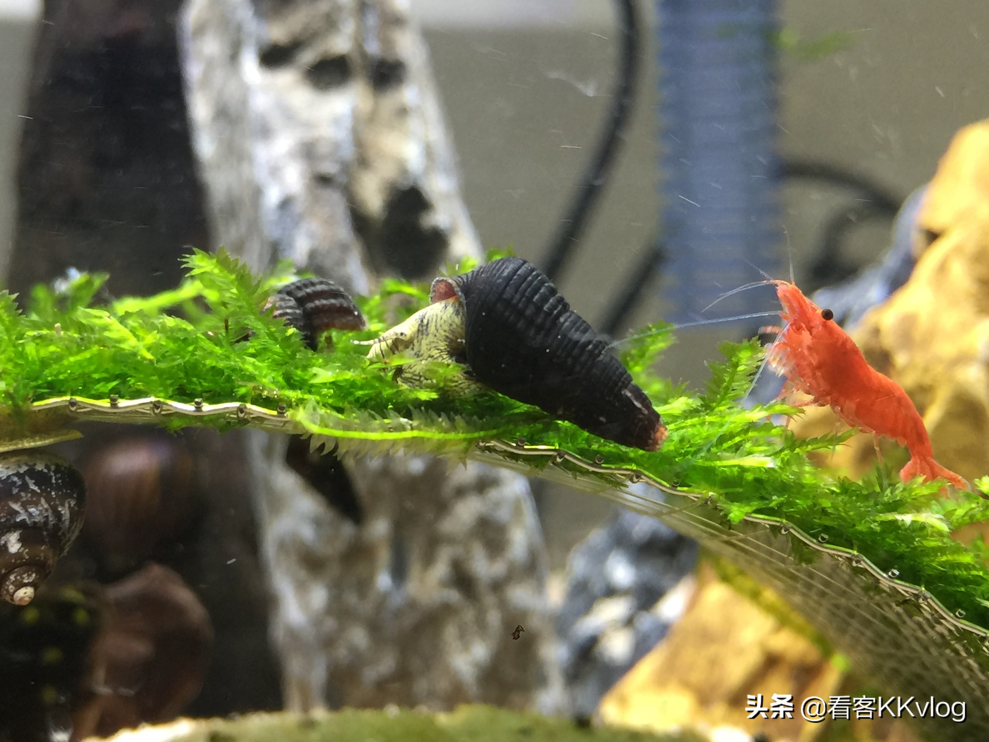 观赏螺卵图鉴,观赏螺的卵怎么养