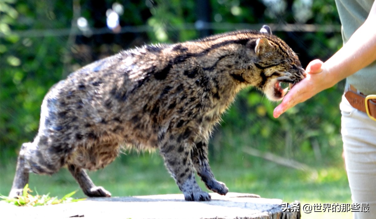 小体型猫科最凶,最凶的猫矮脚猫