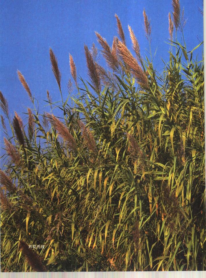 沙家浜真实地点,真正的沙家浜在哪里