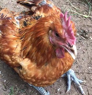 鸡坏死性肠炎治疗方案,鸡肠炎有什么症状表现