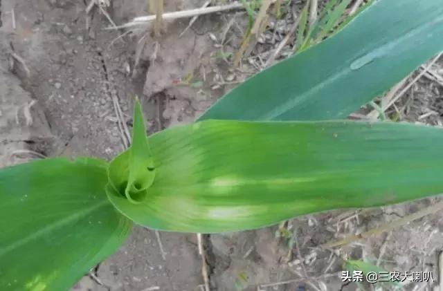 玉米苗后除草剂药害下雨会减轻吗,玉米除草剂对豆角的药害怎么解除
