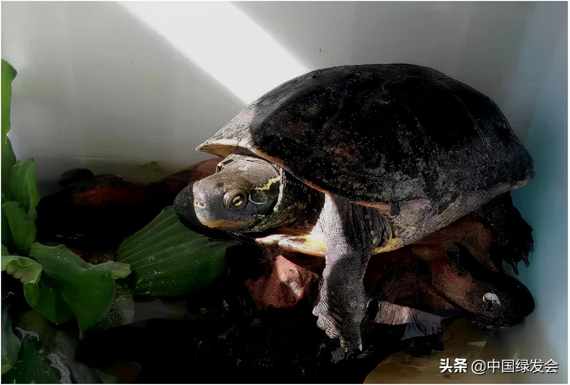 中国龟鳖的分布和分类,中国龟鳖分类原色图鉴